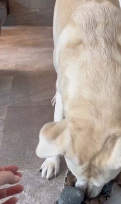 全力で遊びます