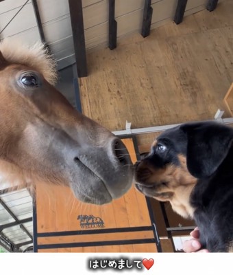 鼻先を合わせる馬と子犬