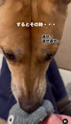 おもちゃを咥える犬のアップ