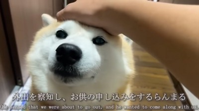 撫でられるらんまるくん