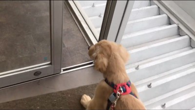 ペットショップのドアをくぐる子犬