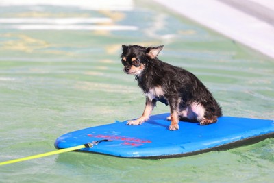 緊張してヒコーキ耳になる犬