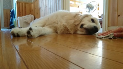 ついに寝転んでしまいました!