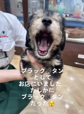 あくびをするこりきくん