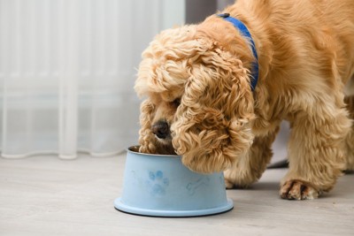 ご飯を食べる犬