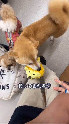 おもちゃを持ってくる豆柴