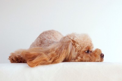 無関心そうに伏せる犬