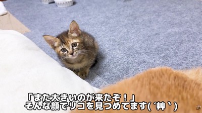 リコちゃんにも慣れてきたころ…