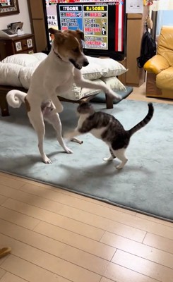 ジャンプする2匹