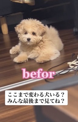 トリミング前のぽてとちゃん1