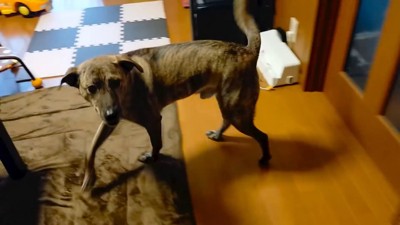 パパが戻ってきた時のりゅうさん⑩