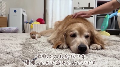 疲れてひとやすみ…