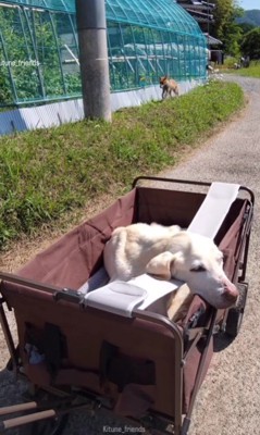 わんことキツネの出会い