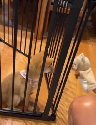 パペットを使って子犬と遊ぶ男性