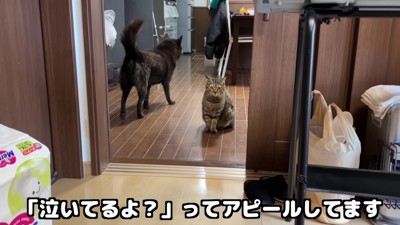 「ママは来れなさそう…」