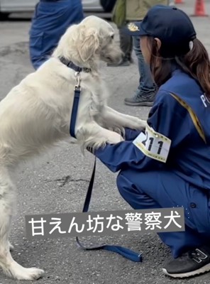 向かい合う犬と人