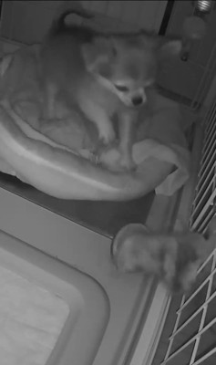 プイちゃんの身に起きた怪奇現象5