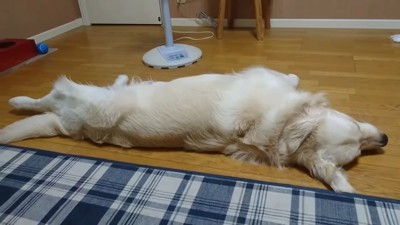 扇風機の前を独り占めするギンちゃん7