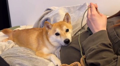 飼い主のお腹にアゴを乗せてカメラを見つめる犬