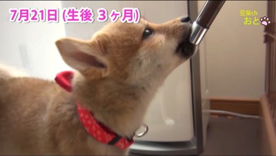 給水器から水を飲む子犬