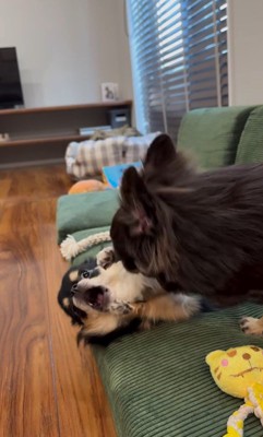 追い詰められたしょうぶ君の行動3