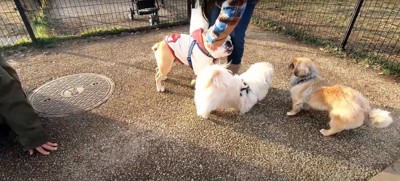 撫でられているブルドッグの傍にいる小型犬2匹