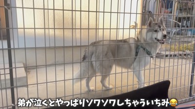 赤ちゃんが泣くとソワソワ…