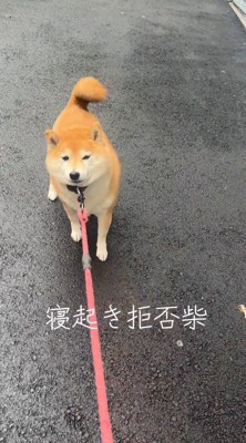 立ち止まった犬のリードを引く飼い主