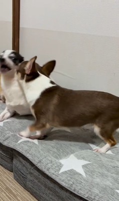 うめちゃんの遊びの誘い方6