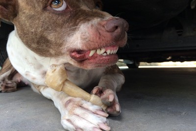 ガム、威嚇する犬