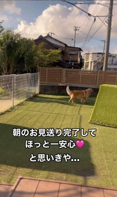 シンバくんのお見送り後の行動2