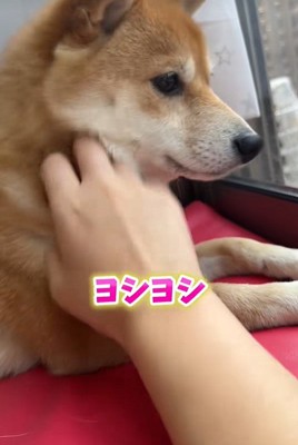 業者さんが来た日のはなちゃん9