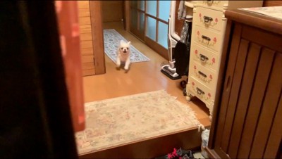 飼い主に走り寄る犬