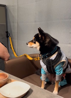 見つめる柴犬