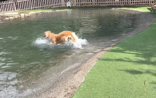 水に飛び込む犬