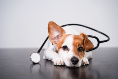 聴診器を首に巻いて伏せている犬