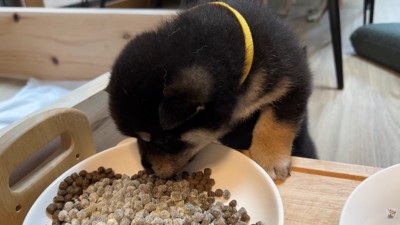 お母さん犬のごはんを味見