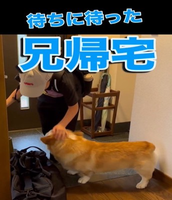 玄関で迎える犬