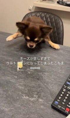 チーズを取りたいココちゃん4