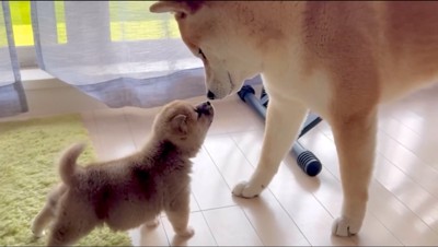 鼻を近づける赤ちゃん犬と柴犬