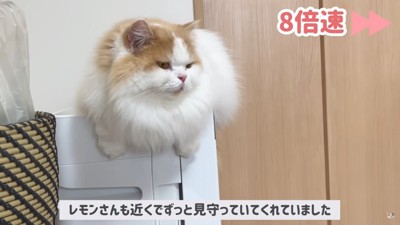 空気清浄機に乗る猫