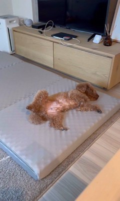 来客用のベッドが気に入ったレオくん