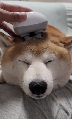 頭をマッサージされる犬