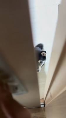 半開きの引き戸、数歩近づいた状態で座る豆柴