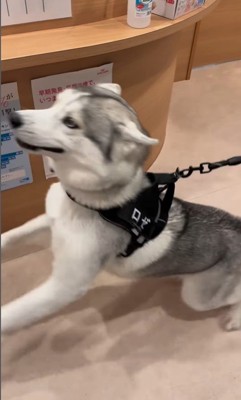 お姉さんが好きすぎるロゼくん3