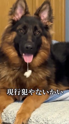 口から白いものをぶら下げている犬