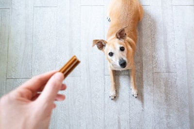 おやつを見上げている犬