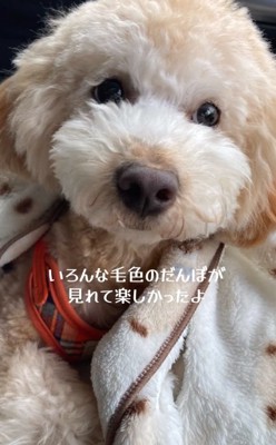 白くなってきただんぼくん