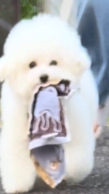 ハンカチを咥えて走る犬