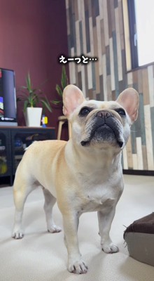 飼い主に「抱っこ」と言われて顔を見つめる犬